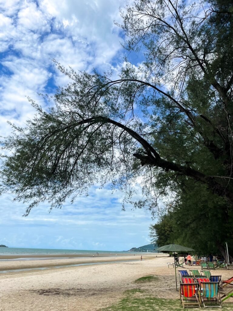 หาด,ชายหาดน่าเที่ยว,หาดสวนสน